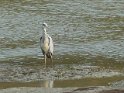 2011-09-27 11-39-12 Heron cendre dans la Riviere de Pont L'Abbe MBo